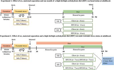 Sex Dimorphic Responses of the Hypothalamus–Pituitary–Thyroid Axis to Maternal Separation and Palatable Diet